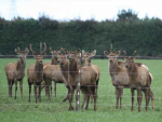 The introduction of a revamped quality assurance programme for farmed deer has received industry-wide backing.