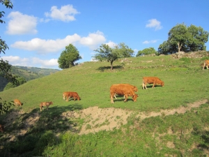 Heat stressed cows eat less with a consequent drop in milk production.