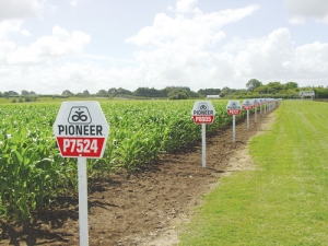 Never buy a bag of maize seed simply because it is cheap, says Pioneer Brand Products.