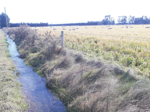 Farmers in Waimakariri district in North Canterbury are considering the impact of hard-hitting nutrient management rules. The district council is concerned too.
