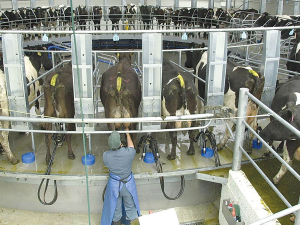 Three-in-two milking aimed at farmer, cow health