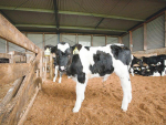 When sending or receiving calves, farmers involved should record it online in the NAIT system.