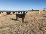 A brown landscape on Vanessa Todd’s farm, Yattarna, near Bodella on the NSW South Coast.