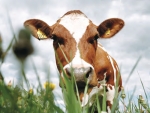 Review livestock valuation, improve tax efficiency.