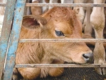 Guilty plea over bobby calves