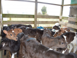 Calves yield cash for rural communities