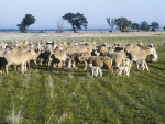 NZ sheep numbers are at their lowest since 1943.
