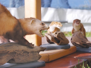 Rogues Gallery: A trio of stuffed muscelids - ferret, left, weasel and stoat - strike a pose at the base of the lectern before the official opening of the new ZIP predator research enclosure at Lincoln.