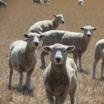 The drought is still impacting sheep flock.