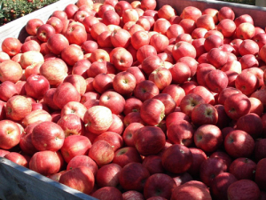 One of NZ&#039;s largest apple growers, BOSTOCK is expecting a solid season in 2017.