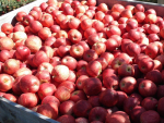 Hawke’s Bay apple crop budding well