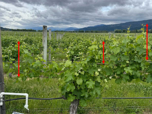 Spore traps in Marlborough