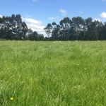 Faster lamb growth on high sugar grass