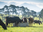 Canterbury lamb gives way to dairy