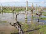 The sheer size of this puddle shows how wet it has been in Marlborough over winter.