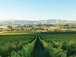 Greystone wines