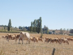 Widespread drought conditions in the South Island mean the medium-scale event classification will be extended until the end of June.