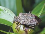 Brown marmorated stink bug is considered a major threat to New Zealand&#039;s horticulture industry.