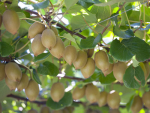 Kiwifruit growers will participate in a postal and online referendum for a compulsory levy on kiwifruit exports except Australia.
