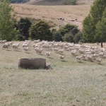 Drought declared in Northland