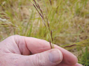 Chilean needle grass showing its distinctive purple seed heads. SUPPLIED/ECan.