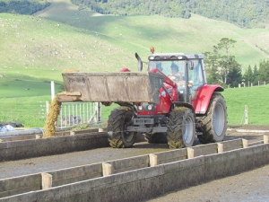 Sharon Klaus uses the auger bucket to feed maize with the MF 5460.