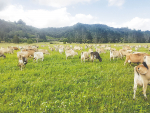 The poor pasture performance of traditional ryegrass/white clover mixes has many Northland farmers searching for substitutes.