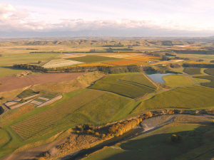 Craggy doubles vineyards in Martinborough