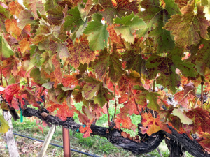 Grapevine infected with grapevine red blotch virus.