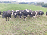 Managing body condition score is all about managing your herd's nutrition and lactation programme.