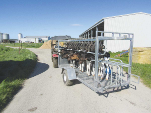 The Benic calf trailer.