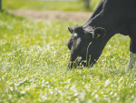 New research shows that feeding cows plantain can reduce nitrogen leaching from dairy farms by 20 to 60%.