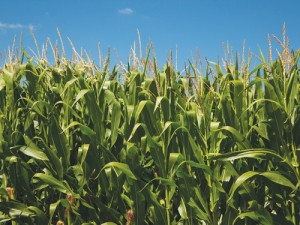 Some high-performing farms are using maize silage to increase DM yield from milking platforms and run-offs.