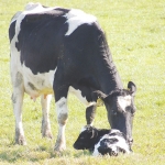Most perinatal deaths of calves can be avoided