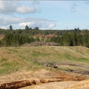 Forestry schemes under review