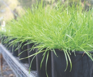 Rapid resistant weed test offered