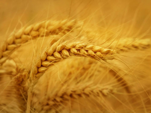 The FAO Food Price Index shows a 6.8% rise in the price of wheat.
