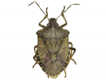 High alert for stink bugs