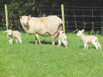 Better quality feed, reduced stocking rates and shelter will all help enhance triplet lamb survival.