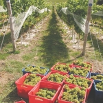 Wine exports on track to hit $2b