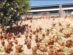 Supermarkets make egg production clucking difficult