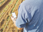 Pukekohe fresh produce grower Kirit Makan using the new Vegetables New Zealand Weather & Disease Portal on his property.