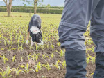 Rusty and his handler John Taylor helped to sniff out velvetleaf on eight Waikato farms last month. They will return in late January-early February. 