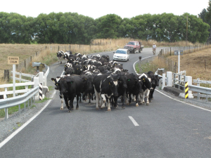 In the past four weeks, Police have received 36 complaints of wandering stock on the roads.