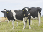 New research out of Queens University in Belfast suggests that a lack of access to pasture could be affecting cows' emotional wellbeing.
