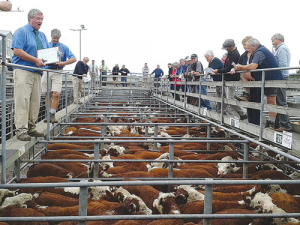 Beef farmers with no trace of m.bovis are having stock sales contracts broken.