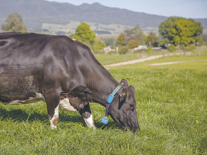 Thinking about buying monitoring collars, Afimilk is offering ‘the dairy farmers’ dozen’ deal.