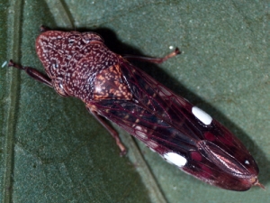 ￼Glassy Winged Sharp Shooter, one of the greatest biosecurity threats.