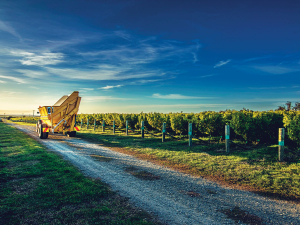 Marlborough Sauvignon Blanc yields and prices were similar this year to last, yet profit before tax is down 13 percent.