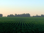 The PhotoSeed technology has direct applications in ryegrass, alfalfa and soybeans (pictured).
